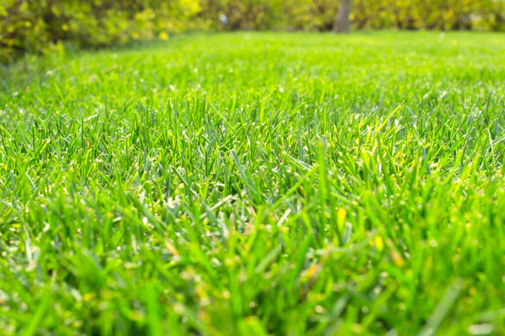 Healthy green grass blades growing in a well-maintained Wisconsin lawn