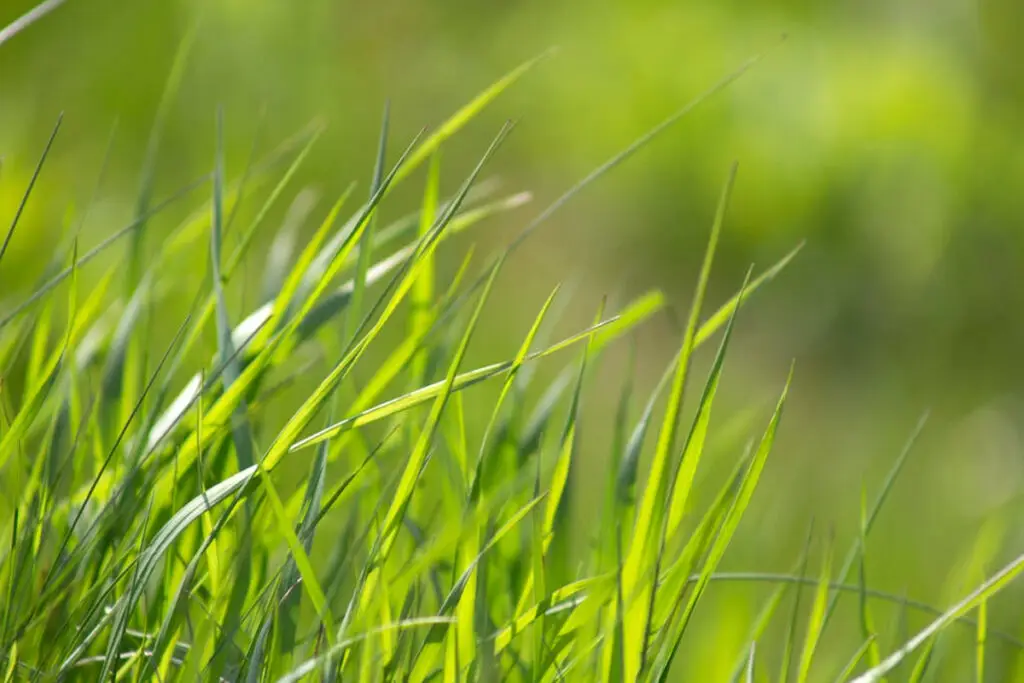 Healthy green grass showing results of proper lawn mower maintenance in Appleton Wisconsin