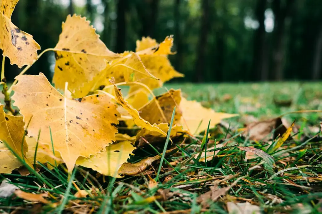 Matted wet leaves sitting on grass causing damage to a lawn in Appleton Wisconsin