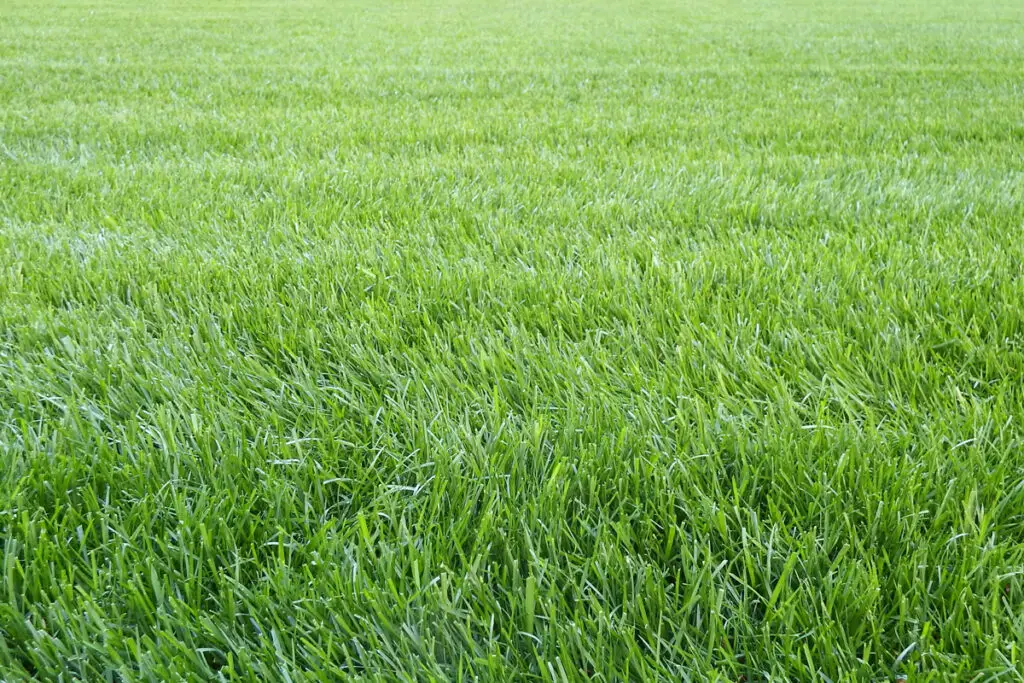 New homeowner standing in a healthy backyard lawn in Appleton Wisconsin