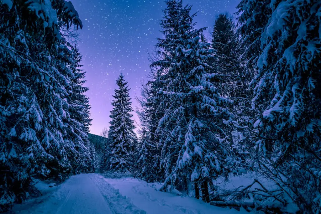 Heavy snowfall covering trees during winter in Appleton Wisconsin