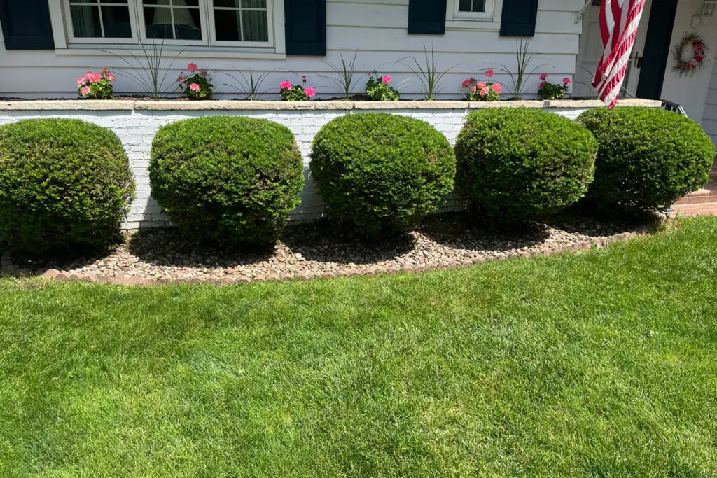 Neatly trimmed foundation bushes outside a home in Appleton, Wisconsin